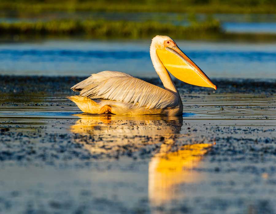 Pelicano nel Delta del Danubio Romania